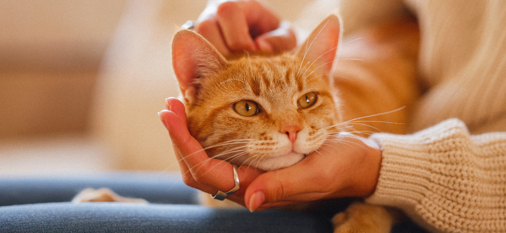 riesgos toxoplasmosis humanos